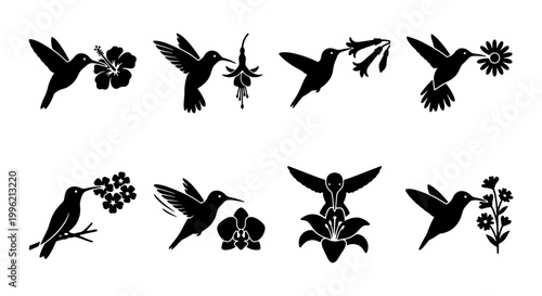 Hummingbird silhouette icons set, black bird and flower vector illustrations, minimalist colibri flying and feeding on tropical blossoms, 8 bird elements