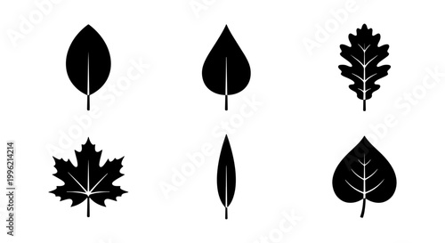 Minimalist black leaf icons set, flat botanical vector silhouettes of maple and oak leaves, collection of 6 organic foliage symbols for nature branding