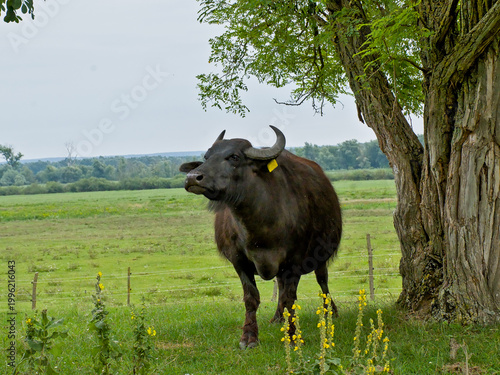 Fotografia Water buffalo under a tree in the Hungarian countryside
