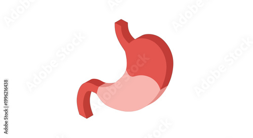 Human Stomach Anatomy Isometric Icon - Digestive System Organ Illustration