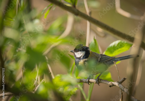 Fotografía Great tit