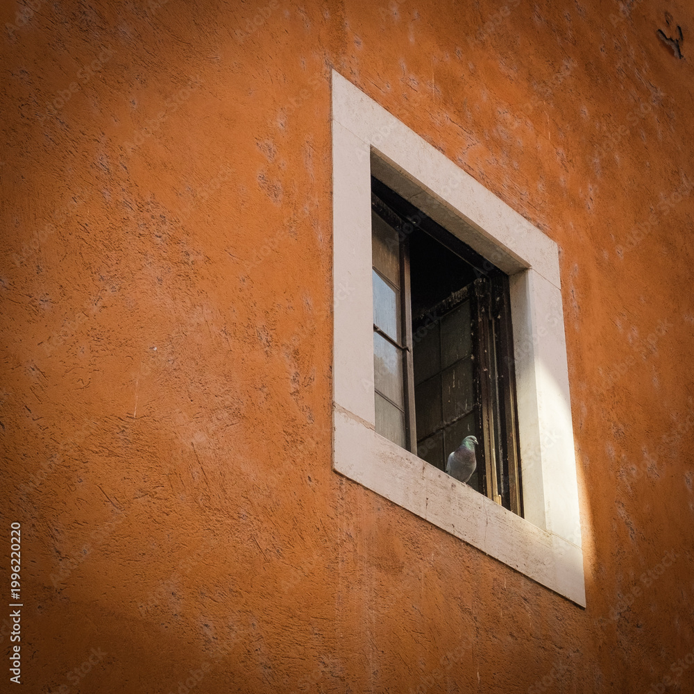 Obraz premium Columbia livia standing on a window, on an orange wall.