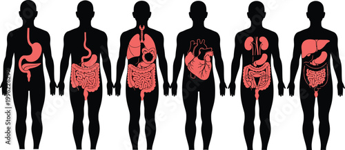 Human Body Silhouettes with Highlighted Internal Organs for Digestive, Respiratory, and Circulatory Systems in Medical Illustration