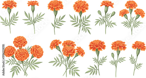 Marigold flowers collection with orange blossoms and green leaves isolated on light background botanical nature vector illustration set