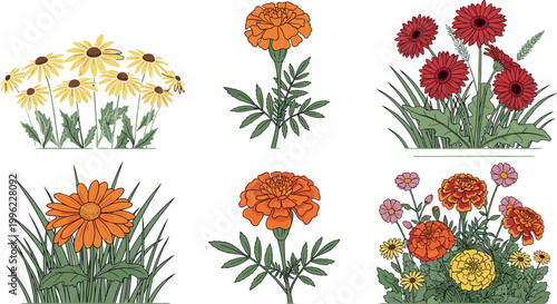 Garden flowers collection with marigold daisies and blooming plants isolated on light background botanical nature vector illustration set