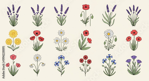 Collection of Hand Drawn Botanical Illustrations of Various Flowers.
