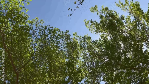 Green Tree with Vibrant Leaves Under Bright Sun in Clear Blue Sky