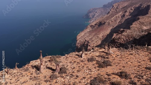Dragon blood trees on socotra island coastline