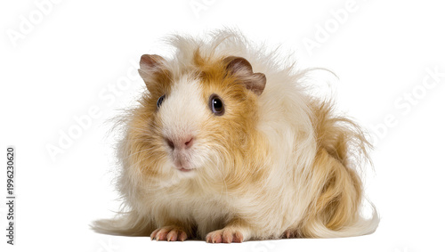 Photos Isolated cute fluffy domestic cavy with soft tricolor fur looking at camera, studio shot