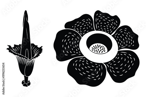 Rafflesia arnoldii flower illustration with rafflesia arnoldii botanical