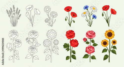 Collection of Botanical Illustrations and Drawings of Flowers.