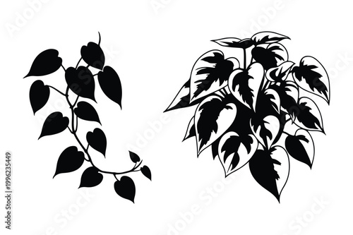 Black and white vector illustration of two potted plants one vine-like one bushy