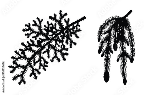 Black and white vector illustration of two pine branches with needles, evergreen