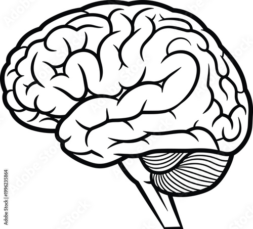 Human brain side view illustration, simple line art anatomy design, cerebral structure symbol representing intelligence, science, neurology, psychology, education, medical knowledge