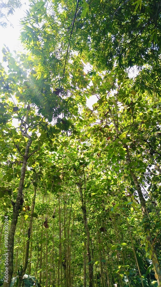 Fototapeta premium forest in the morning