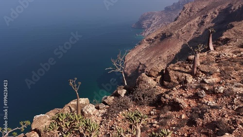 Endemic dragon's blood trees on socotra island coastline