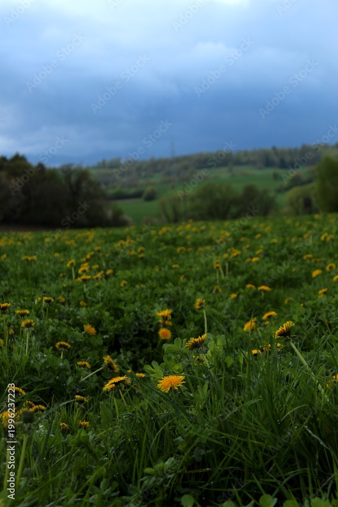 Obraz premium Blooming dandelion field in spring meadow, bright yellow flowers landscape