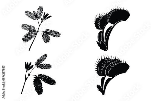 Black and white silhouette illustration of mimosa pudica and venus flytrap