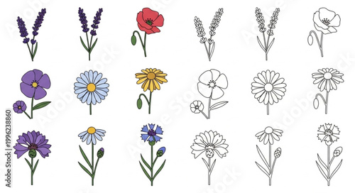 Collection of hand-drawn botanical illustrations of various flowers.