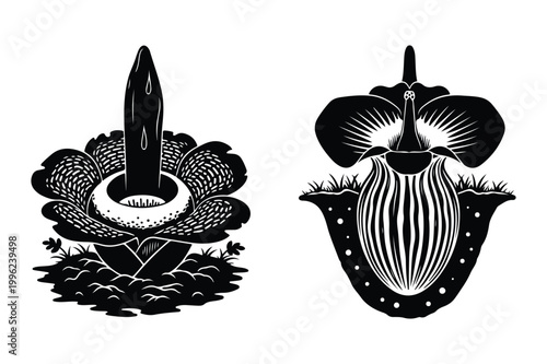 Silhouettes of two large, unusual parasitic flowers with striking forms