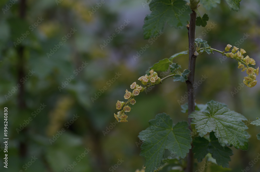 Fototapeta premium flowers and green currant berries
