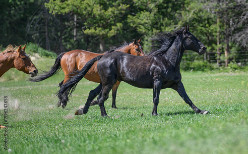 Horses Running