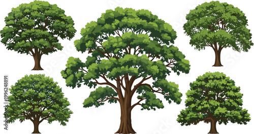 Large tree isolated collection vector big green forest trees set on white background