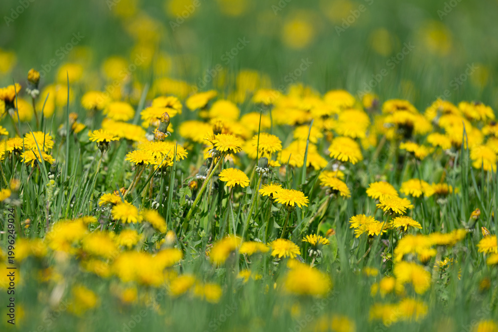 Fototapeta premium Yellow dandelion and grass