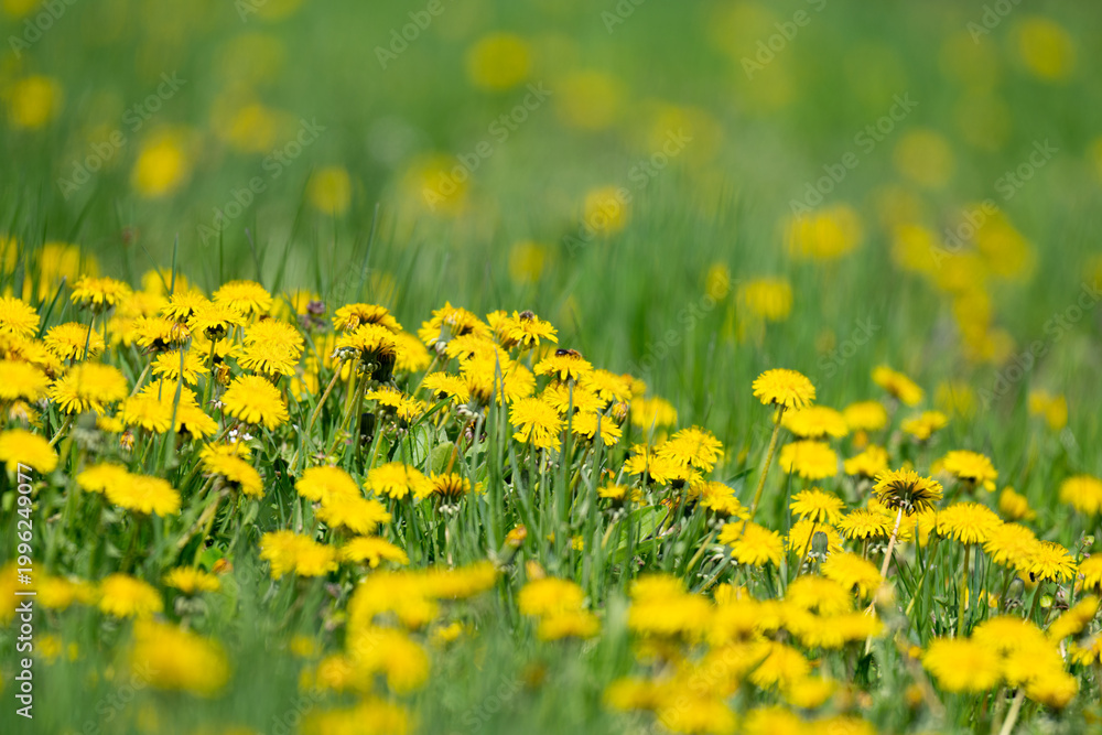 Obraz premium Yellow dandelion and grass