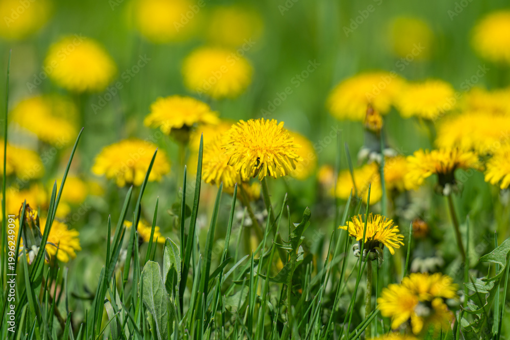 Fototapeta premium Yellow dandelion and grass