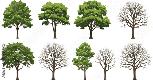 Quadro su tela Green and dry tree vector bundle leafless and full foliage trees isolated on whi