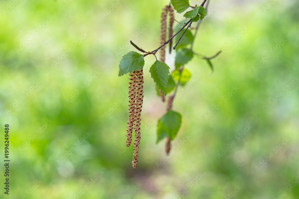 Fototapeta premium Twig with seed and leaves of a silver birch tree