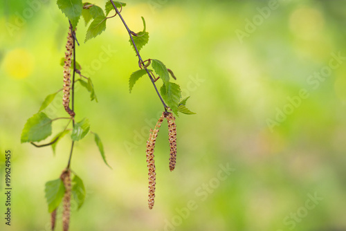 Twig with seed and leaves of a silver birch tree