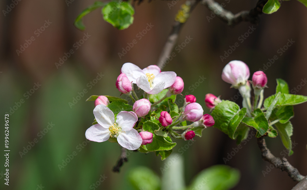 Obraz premium Apple blossom on an apple tree in a domestic garden