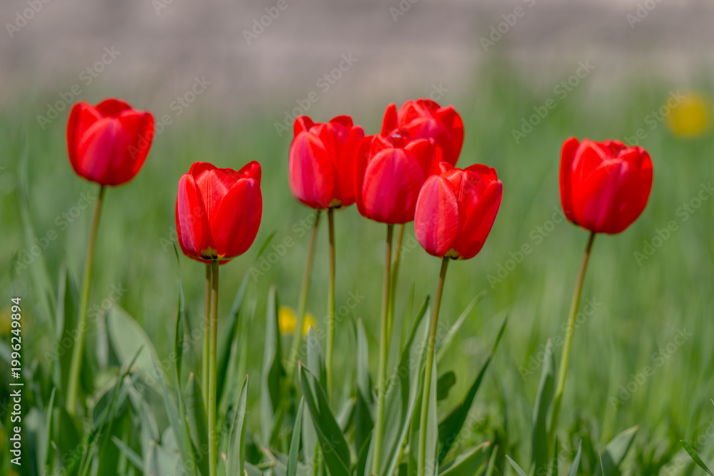 Fototapeta premium Various tulips