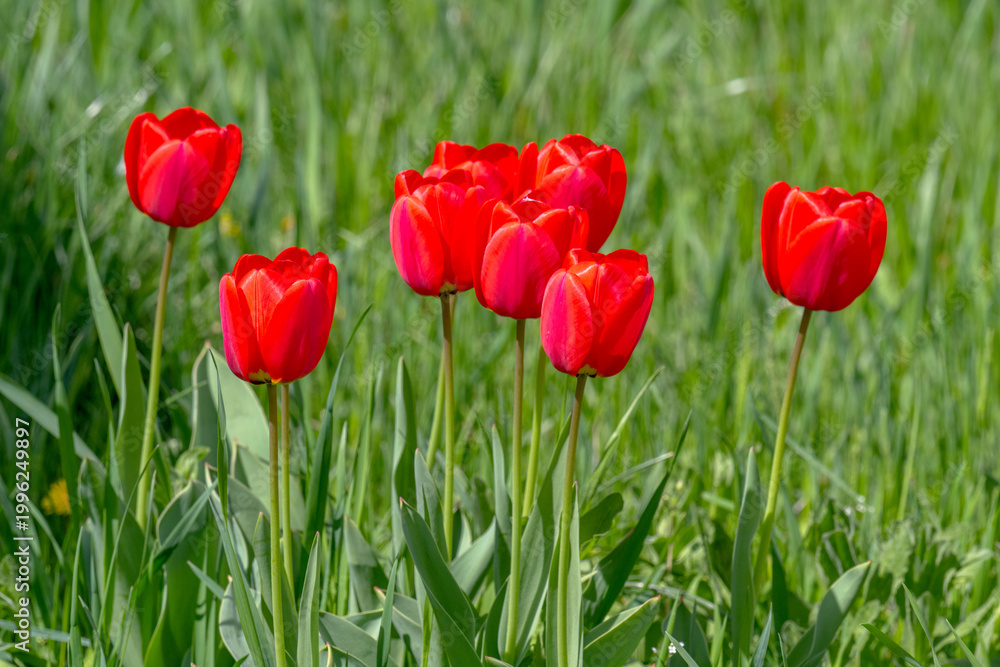 Fototapeta premium Various tulips