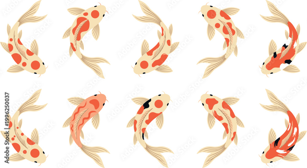 Fototapeta premium Top view vector collection of elegant koi carp fish with colorful orange and red spots swimming isolated on white background for Japanese zen and pond garden designs.