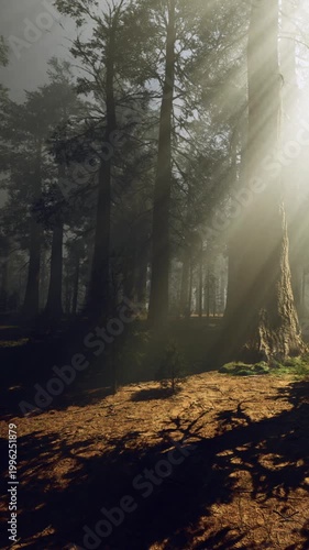 Sunlight filters through tall trees in a dense forest. Shadows are cast on the ground, and the air is filled with a calm feeling. The scene shows nature in a beautiful setting.