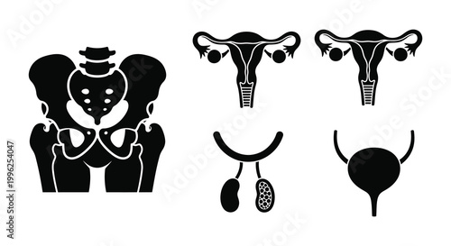 Anatomical illustrations of female reproductive and urinary systems silhouette