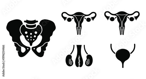 Anatomical illustrations of female reproductive systems in black silhouette