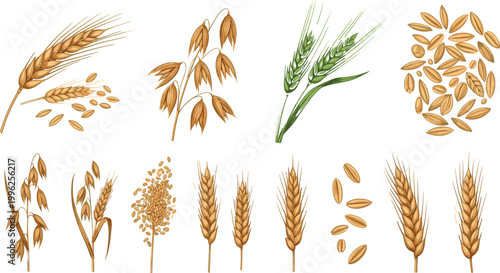 Wheat barley and oat grains vector set with ears seeds and cereal plants botanical agriculture illustration collection isolated design