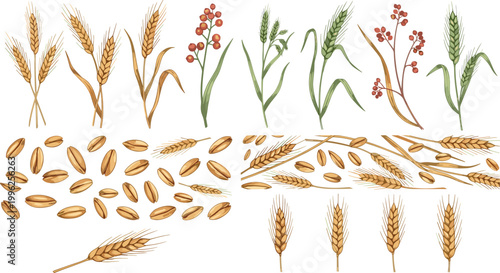 Wheat ears grains and cereal plants vector set with barley rye and seeds botanical agriculture illustration collection isolated design