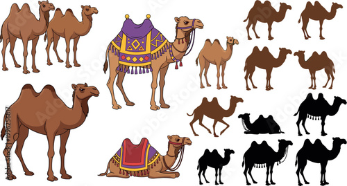 Camel set vector illustration including walking standing sitting camels and silhouettes with decorative saddle isolated desert animal collection