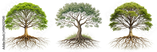 Set of a tree with extensive roots isolated on a transparent background