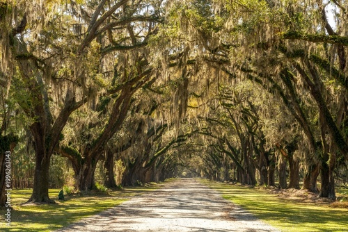 view of the endless live oak and Spanish moss tree alley in the historic Wormsloe Plantation