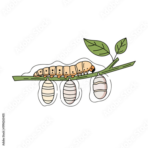 Caterpillar and cocoons on a tree branch. Flat design metamorphosis graphic. Insect life cycle concept isolated on white background
