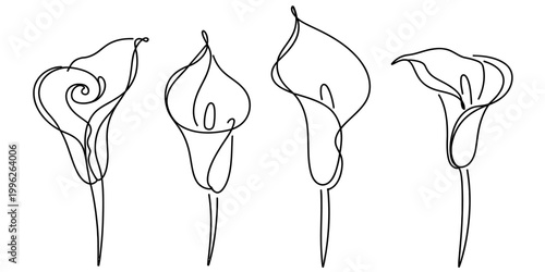 Obraz na płótnie Collection of four calla lily flowers drawn with a single continuous line, black