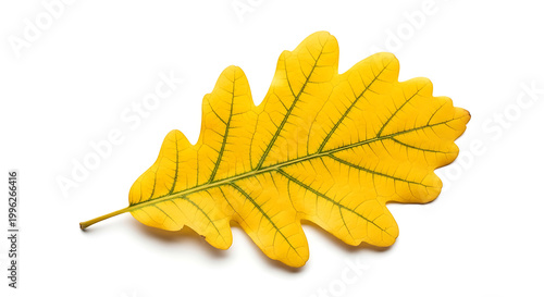 Yellow oak leaf with prominent veins isolated on a white background fall color autumn leaf isolated background botanical specimen autumnal seasonal elemental