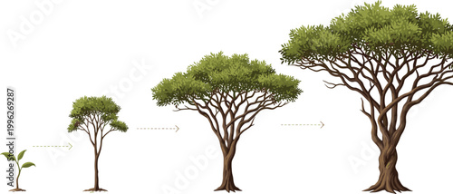 Tree Growth Stages Progression from Seedling Sapling to Mature Tree Detailed Vector Illustration