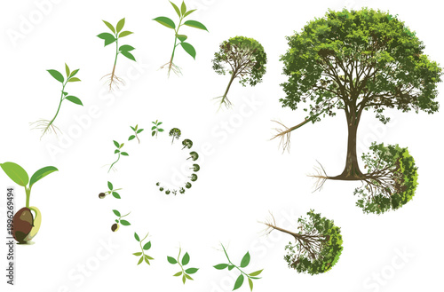 Tree Life Cycle Spiral Sequence from Seed Germination to Mature Tree Vector Illustration